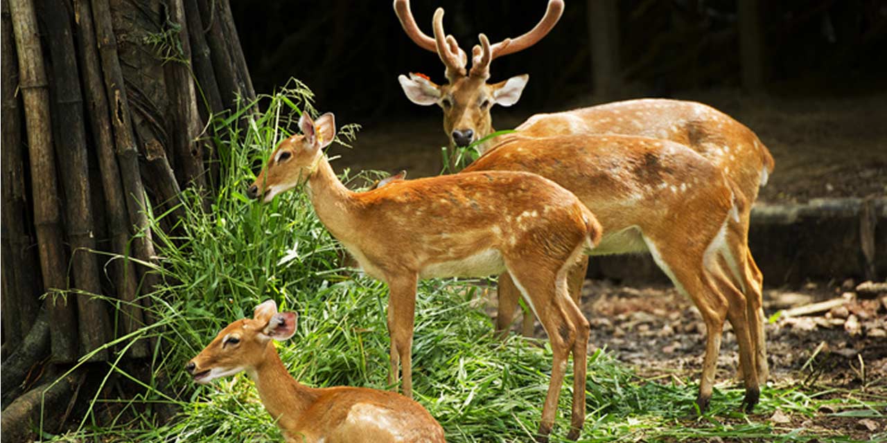 Places to Visit Dehradun Zoo or Malsi Deer Park, Dehradun