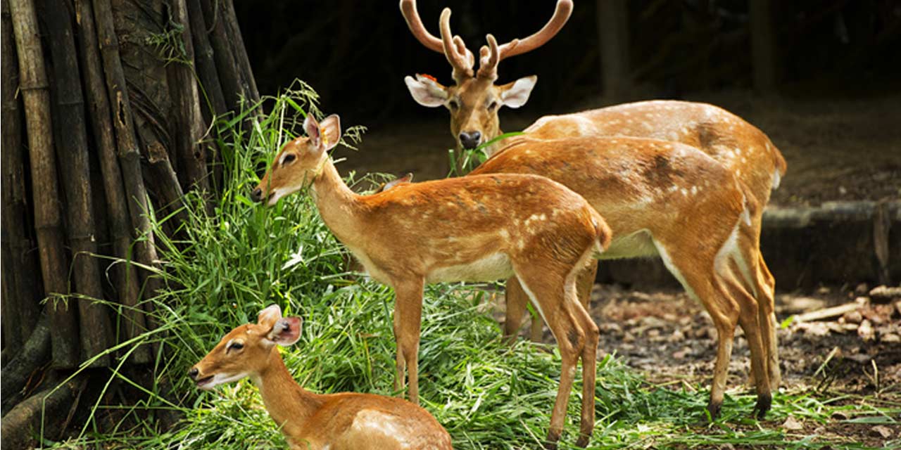 Malsi Deer Park Dehradun