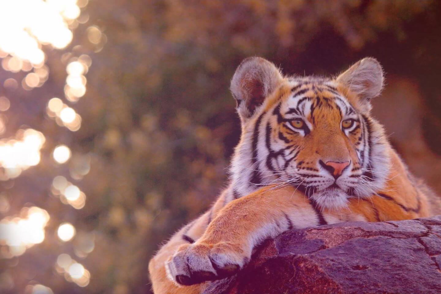 Tiger View Jungle Camp, Dehradun