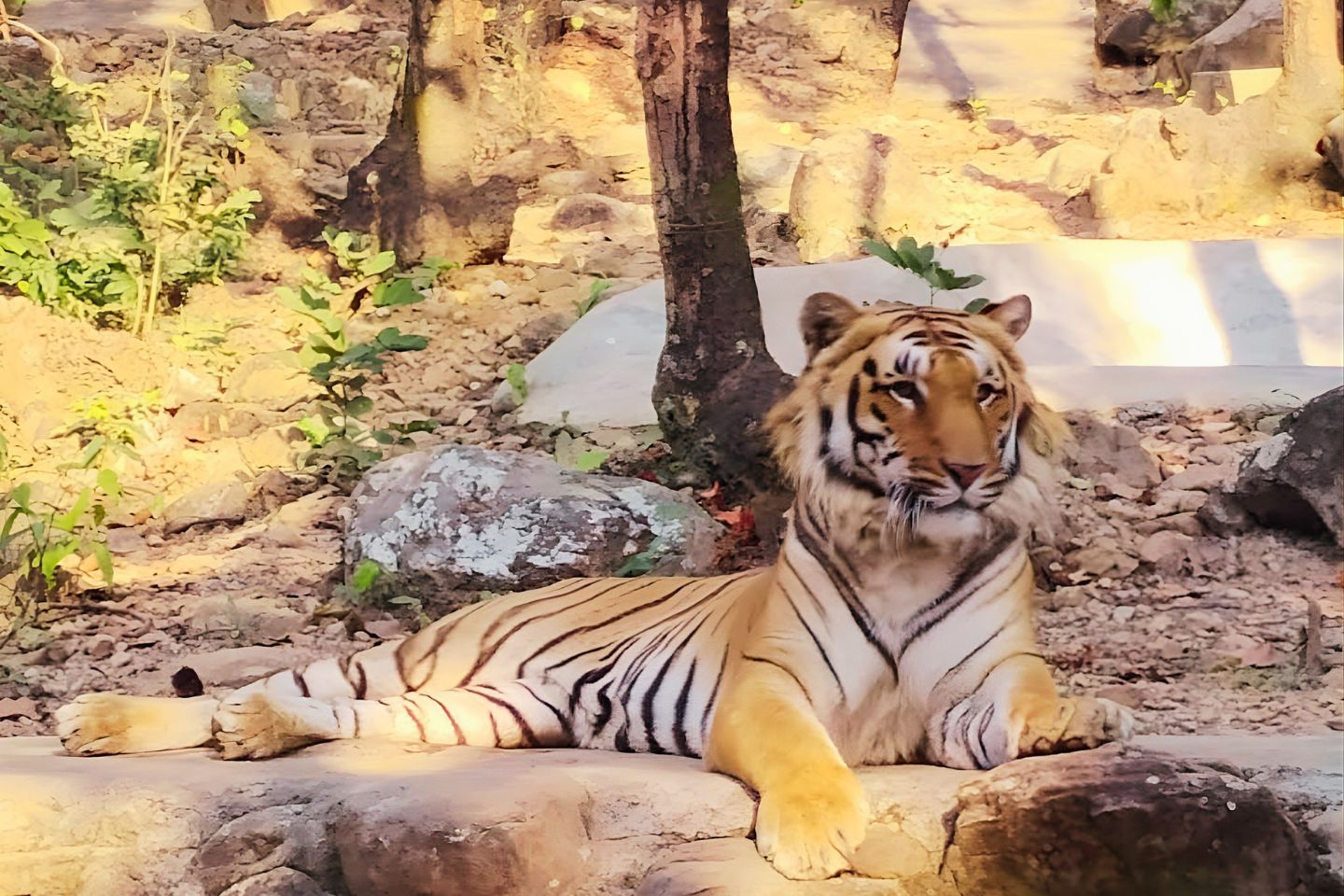 Malsi Deer Park Dehradun