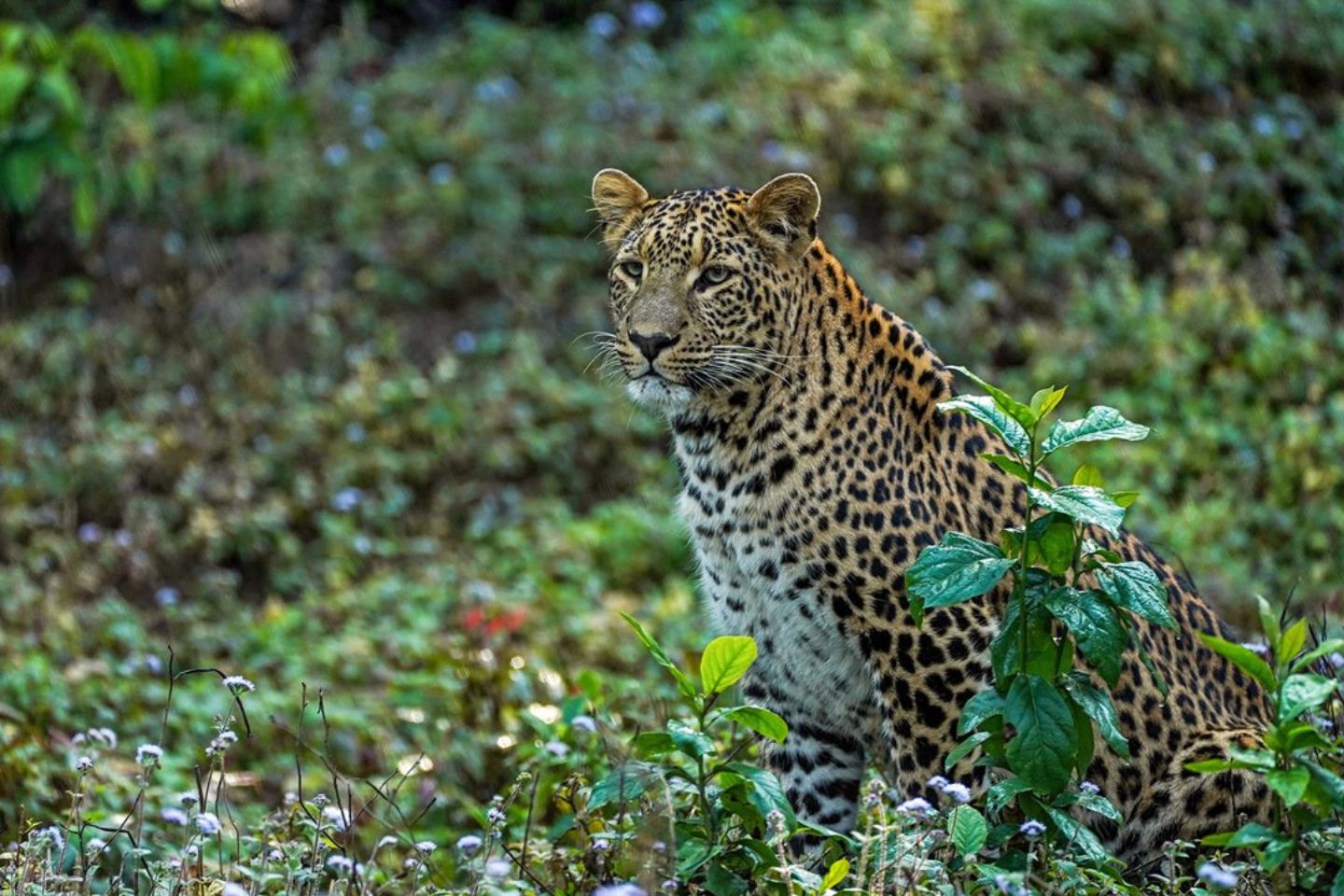 Places to Visit Rajaji National Park, Dehradun